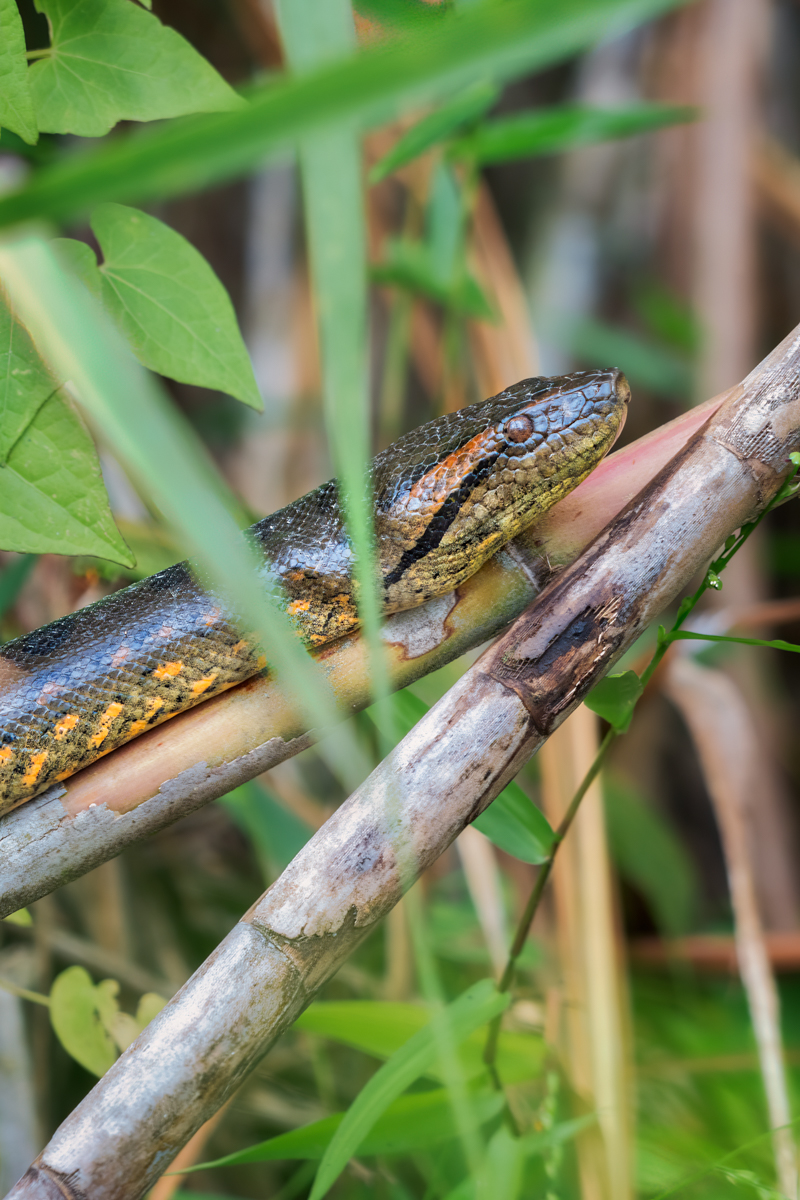 Shot of a Anaconda's head